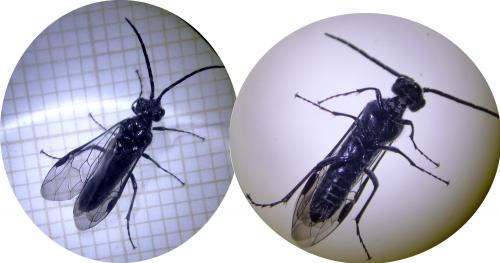 Dolerus sp.